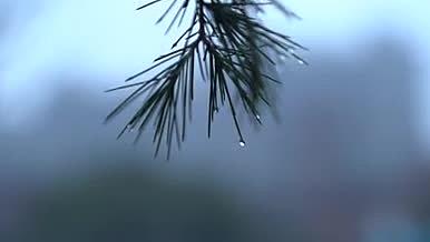春天下雨雨天植物雨滴空镜视频的预览图